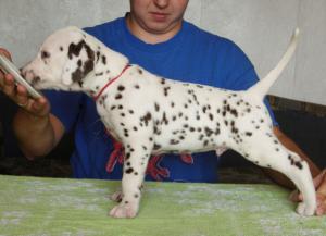 Dalmatianpuppies