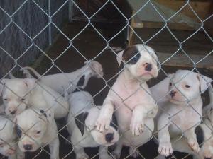 AmericanBulldogPuppieswksold