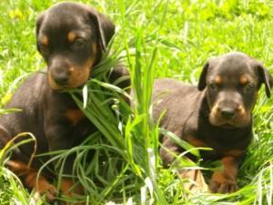 DobermannpuppiesavailableatPoddarkennel