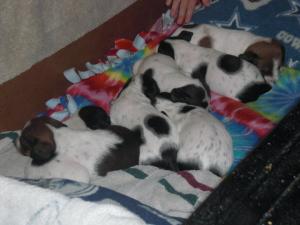 Minpiebalddacschundpuppiesforsale