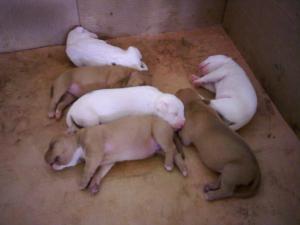 ADBARegisteredPitbullPups