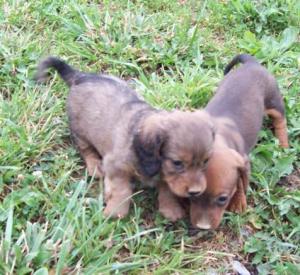 Dachshundpuppiesforsale