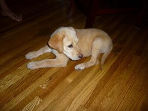 RehomingpureakcLabpuppy-weeksold