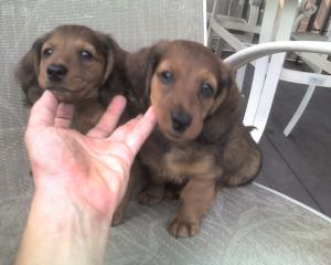 MiniatureDachshunds