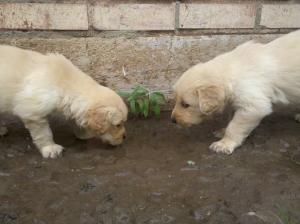 CKCRegisteredGoldenRetrieverPuppies