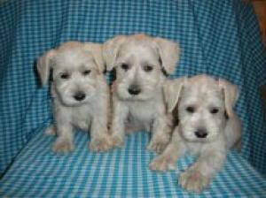 MiniatureSchnauzersFORSALE