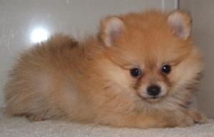 Pomeranianpuppiesforsale