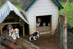 AKCRegisteredBeaglePuppies