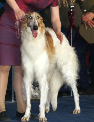 Borzoi