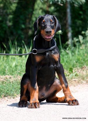 QualityDobermannPuppies