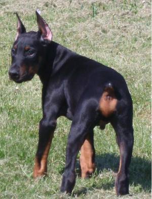 ExceptionalSizeRegisteredDobermanPinschers