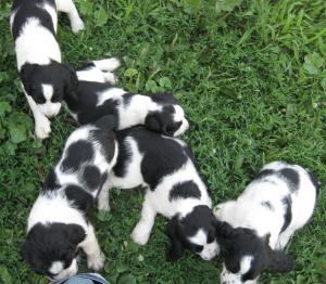 ENGLISHSpringerSpanielPuppies-