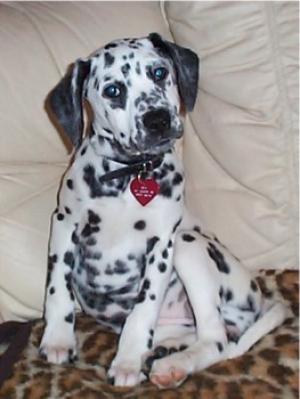 DalmatianpuppiesavailableatPoddarkennel