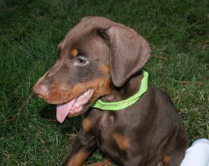 EuropeanDobermanpuppiesweeksoldforsale