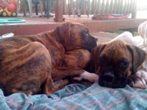 AKCMaleBoxerPuppies