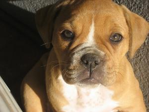 OldeEnglishbulldogPuppies