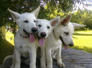 WhiteGermanShepherd