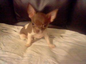 ChihuahuaPuppiesforsale