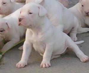 AllWhiteRazorsEdgePitBullpuppies