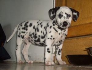 DalmatianpuppiesavailableatPoddarkennel