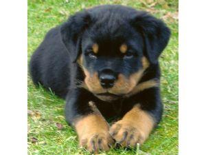 RottweilerpuppiesavailableatPoddarkennel