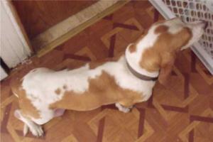 lemoncoloredbassethound