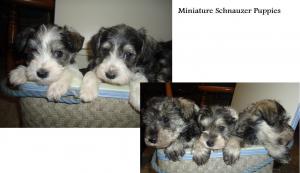 MiniatureSchnauzerpuppiesforsale