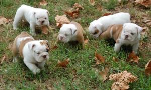 beautifulEnglishbulldogpuppies