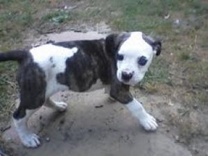 AdorableNKCAmericanBulldogPuppyforSale