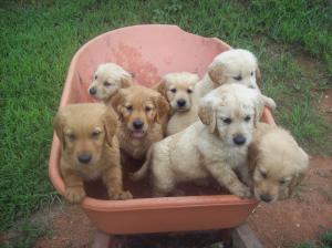 GoldenRetrieverPuppiesforsale-AKC