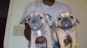 BlueFawnandFawnFrenchbulldogs