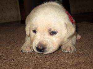 AKCYellowChampionEnglishLabradorRetrieverPup