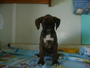 AKCBoxerPuppiesForSale