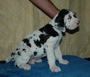 PuppiesForSalePuppiesGreatDane