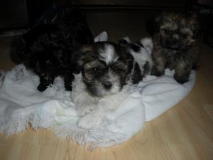 GorgeousShih-TzuPuppiesforsale