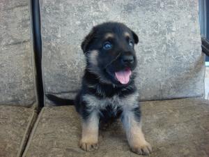 AKCGermanShepardPuppies