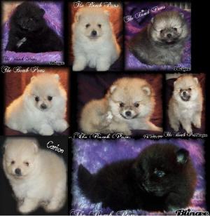 QualityPomeranians