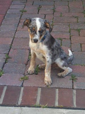 beautifulaustralianshepherdpuppyforsale