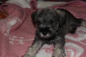 VeryHandsomeMiniatureSchnauzer-WeeksOld