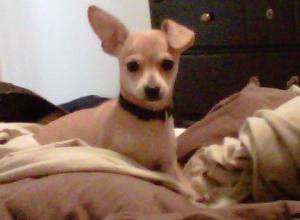 ChihuahuaforSale