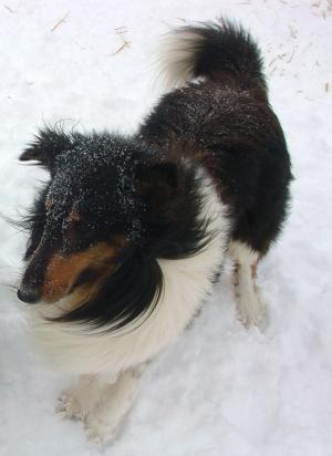 wantedatri-blacksheltie