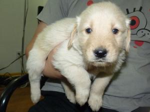 Purebredgoldenretriverpuppies