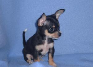 Chihuahuapuppiesforsale