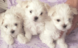 Maltesepuppiesforsale