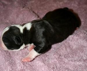 PUREBREEDBOSTONTERRIERPuppies