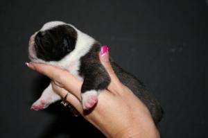 THICKbullyOldeEnglishBulldoggepuppies