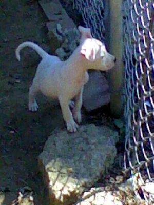 Beautifulpitbullpuppies