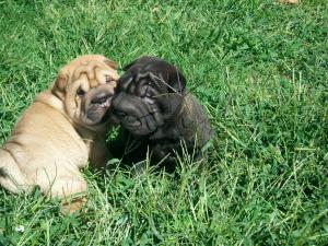 Blueandbluelinedpups