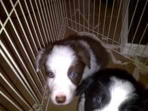 bordercolliepuppies