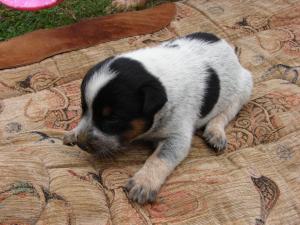 AustralianCattleDogPups